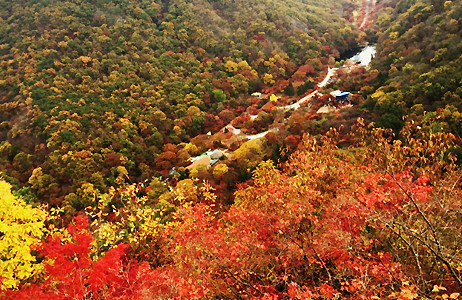 내장산의 붉게 물든 가을 풍경