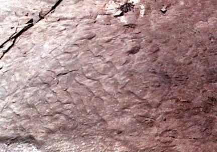 진주 가진리 새발자국과 공룡발자국 화석산지