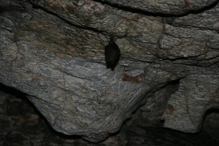 정선 용소동굴