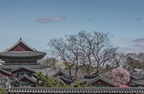 4대 궁궐 봄꽃풍경