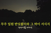 무주 일원 반딧불이와 그 먹이 서식지