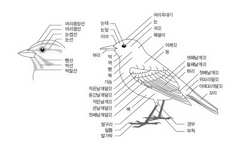 새의 각 부분
