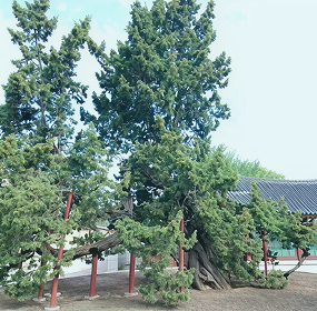 창덕궁 향나무(천연기념물)