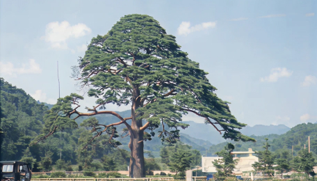 속리의 정이품송(천연기념물 제103호)