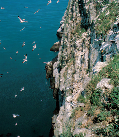 난도괭이 갈매기 번식지(천연기념물 제334호)