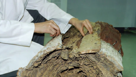 흰개미 피해를 기둥의 세부상태 조사