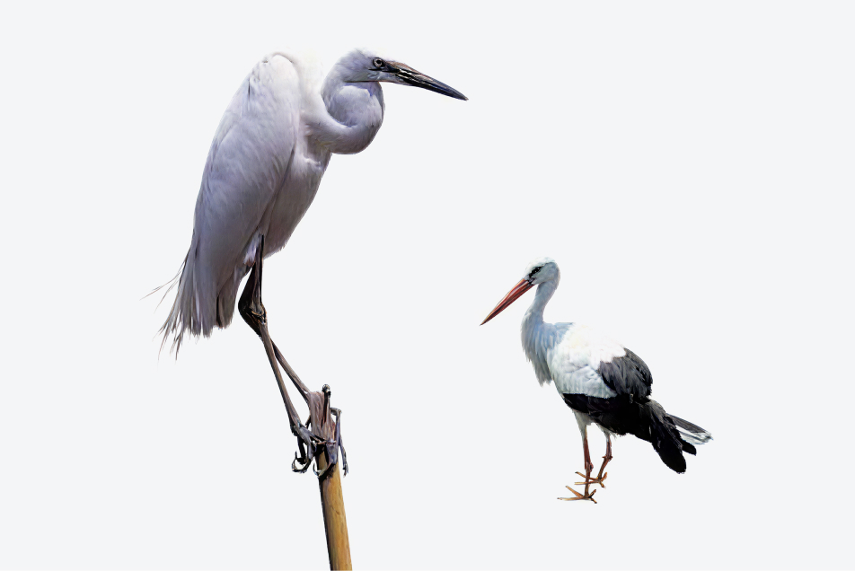 천연기념물의 박제