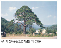 속리의 정이품송(천연기념물 제103호)