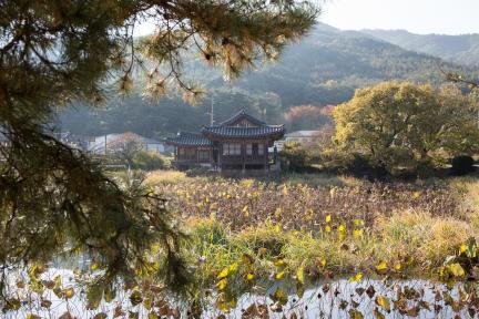 경주 서출지_나무사이로 보이는 서출지 (촬영년도 : 2015년)