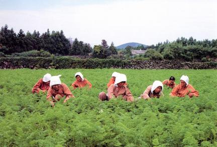 제주민요 대표 이미지