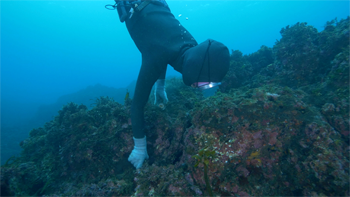 해녀 대표 이미지