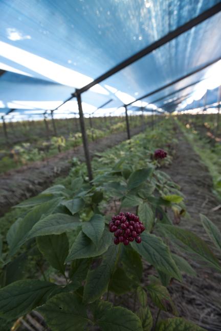 인삼 재배와 약용문화 대표 이미지