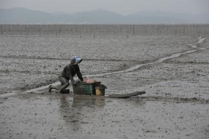 갯벌어로 대표 이미지