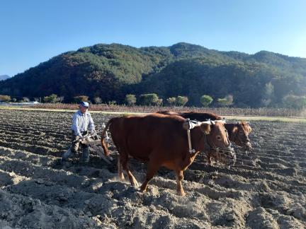 홍천 겨리농경문화 대표 이미지