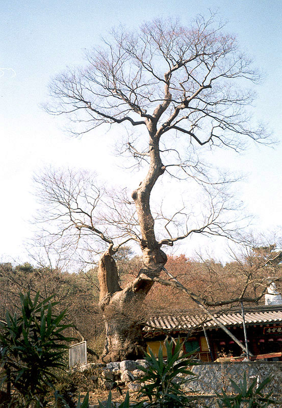 용궁사느티나무(할아버지나무)
