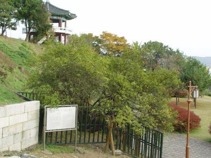 강화 갑곶리 탱자나무
