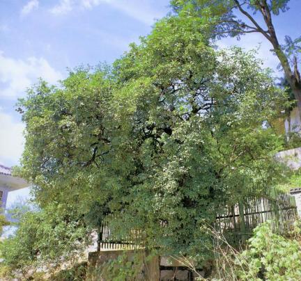강화갑곶리의탱자나무