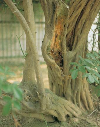 강화갑곶리의탱자나무