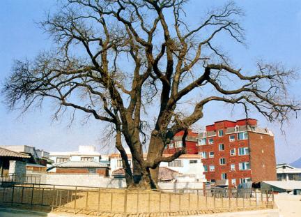인천신현동의회화나무