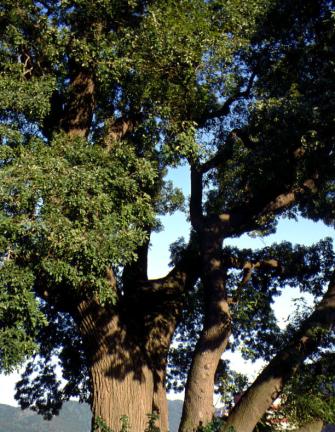인천신현동의회화나무
