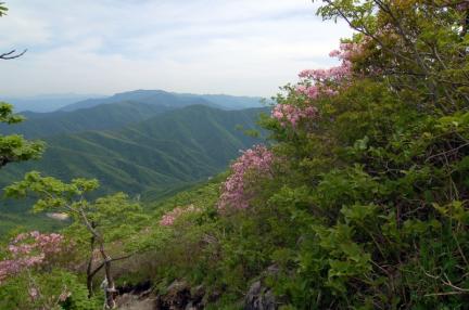 가지산 철쭉나무군락
