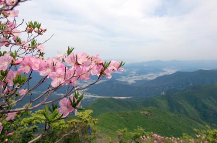 가지산 철쭉나무군락