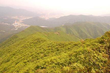 가지산철쭉나무군락지