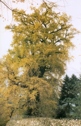 양평 용문사 은행나무 대표 이미지