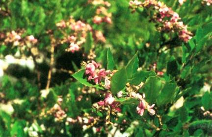 설악산 천연보호구역 대표 이미지