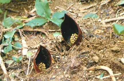 대암산·대우산 천연보호구역 대표 이미지