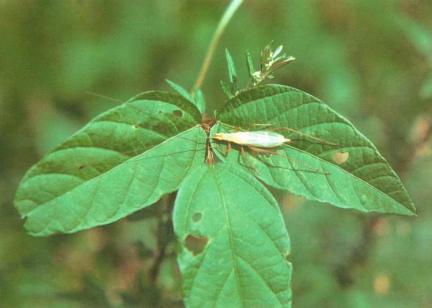 향로봉·건봉산 천연보호구역 대표 이미지