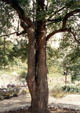 청실배나무줄기모습