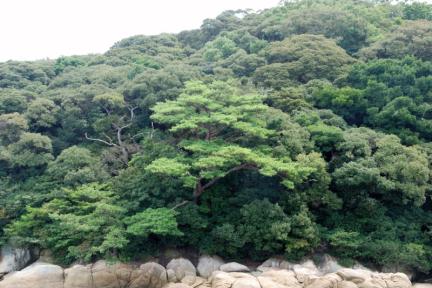 완도 주도 상록수림