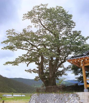 순천 평중리 이팝나무 대표 이미지
