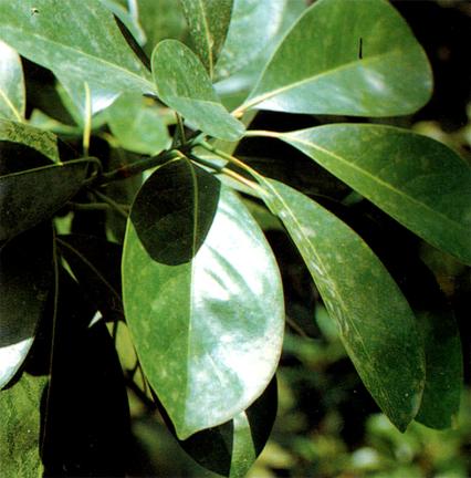 남해 미조리 상록수림 대표 이미지