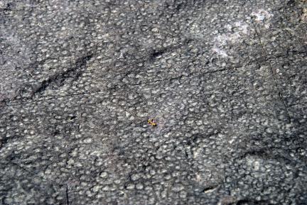 의령 서동리 백악기 빗방울자국 대표 이미지