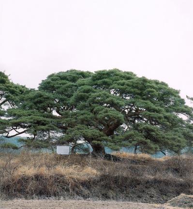 의령 성황리 소나무