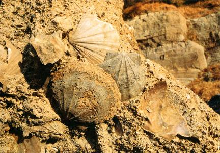 제주 서귀포층 패류 화석산지 대표 이미지