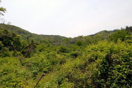 식생