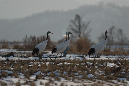 두루미 대표 이미지