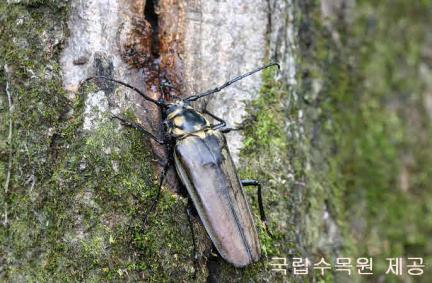장수하늘소 대표 이미지