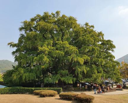 인천 장수동 은행나무-여름(문화재청 천연기념물과)