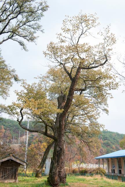 안동 송사동 소태나무_원경3 (촬영년도 : 2015년)