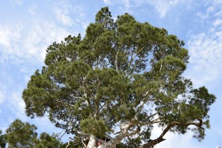 서울 조계사 백송 대표 이미지