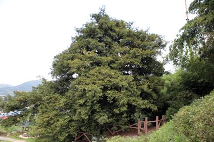 강진 삼인리 비자나무 대표 이미지