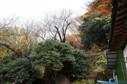 구례 화엄사 올벚나무 대표 이미지