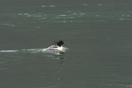 <!HS>호사비오리<!HE>