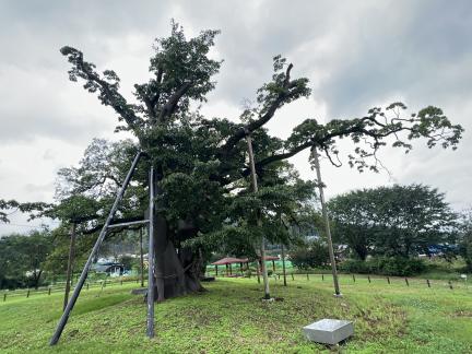 양산 신전리 이팝나무(2024년)