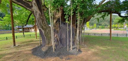 의령 세간리 은행나무(2023년)