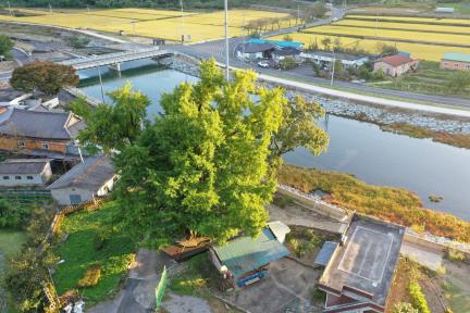 화순 야사리 은행나무(2023년)